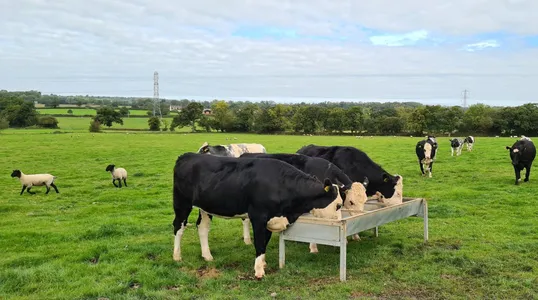 Cattle eating from a trough with sheep in the background.