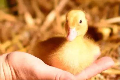 A Chick held in a hand
