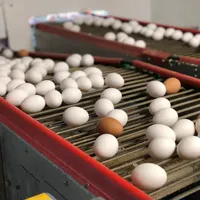 Eggs on Line